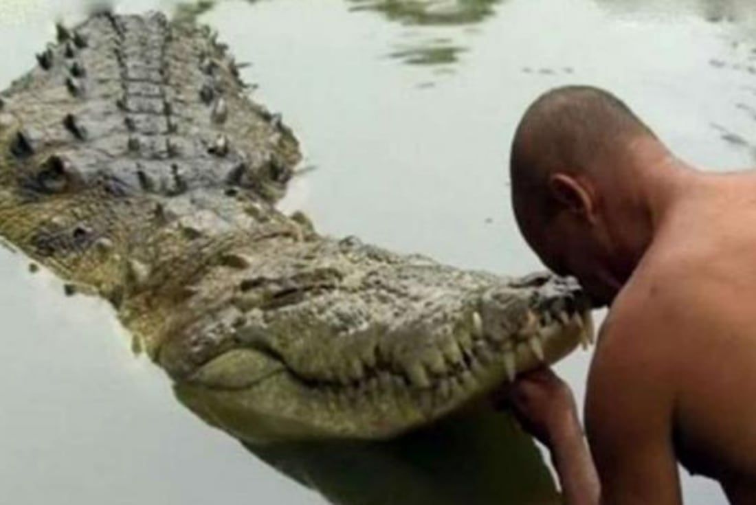 El cocodrilo se volvió vegetariano tras matar a un hombre. O al menos eso dice la leyenda.