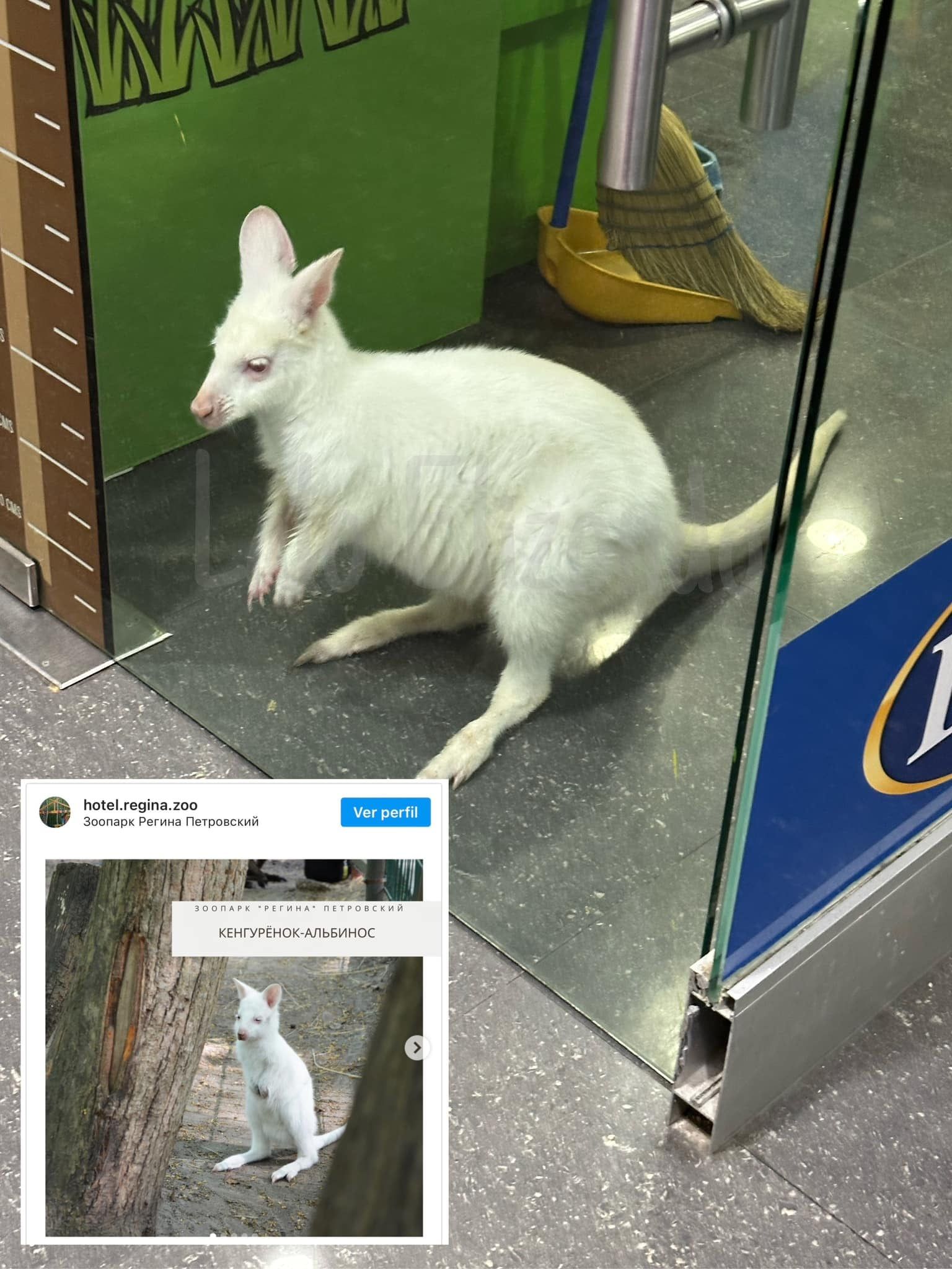 En las redes escracharon a una tienda de mascotas por tener un ejemplar solo para que los clientes se saquen fotos con él.