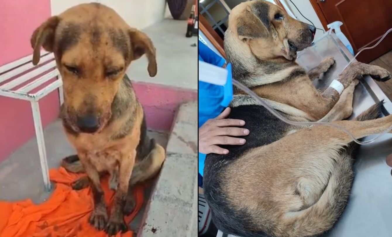 Foto Facebook "Justicia por Stich"