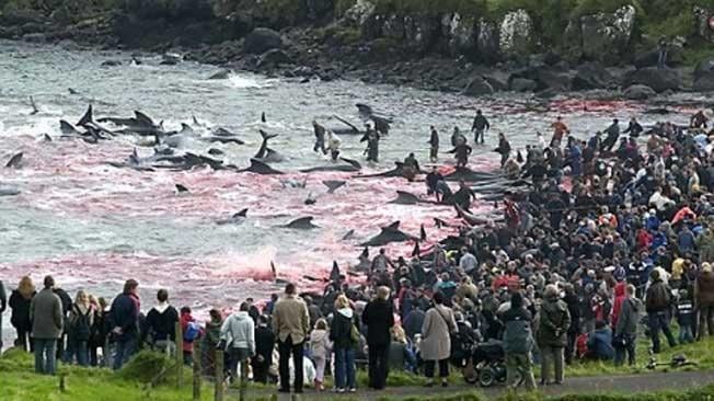 MATANZA. En las islas Feroe (antena3.com).