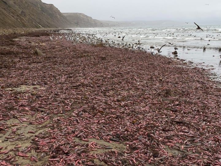 
    Foto Twitter: @BayNature
   