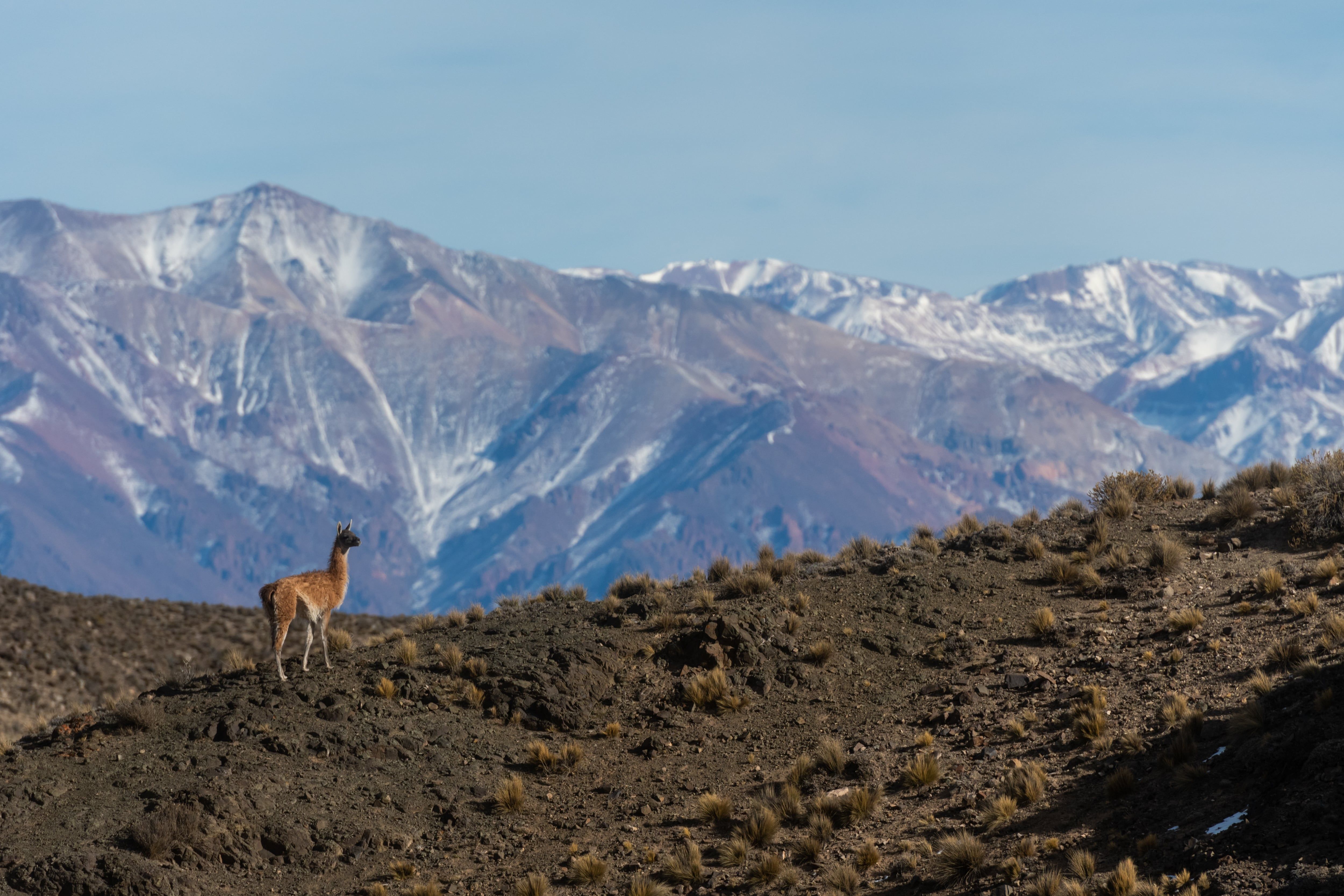 Mendoza 10 de junio de 2020 Sociedad, Reserva Natural Villavicencio El cuerpo de Guardaparques de la Reserva Natural Villavicencio realiza un atrabajo de conservacion y prevencion de la caceria ilegal. Gracias a este trabajo se comenzo a recuperar la poblacion de las destintas especies que habitan la montana mendocina.     Guanacos  Foto: Ignacio Blanco / Los Andes guanaco montana