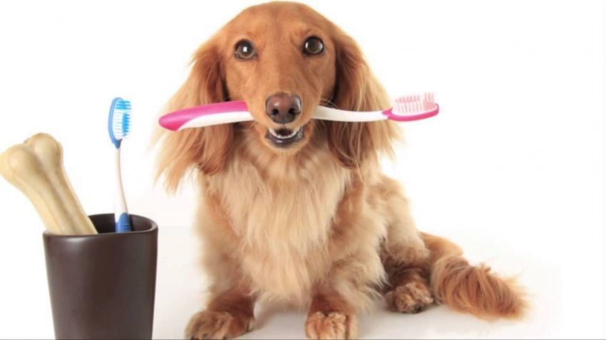 Perros y gatos: ¡a lavarse los dientes!