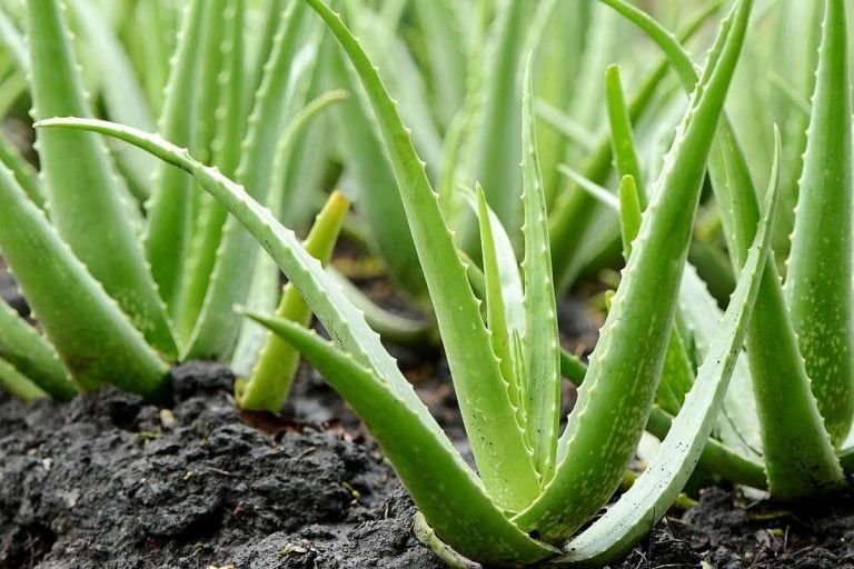 Descubrí cuáles son los beneficios de la Aloe Vera