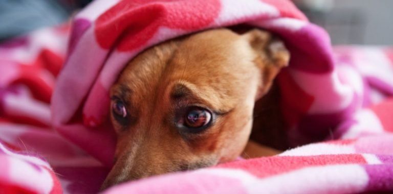 Fiestas, mascotas y pirotecnia: qué hacer y qué no para proteger a nuestros compañeros. Foto: Imagen ilustrativa (web)