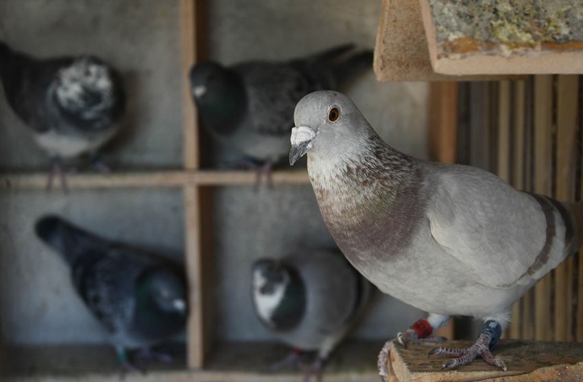 José Gutiérrez / Los Andes