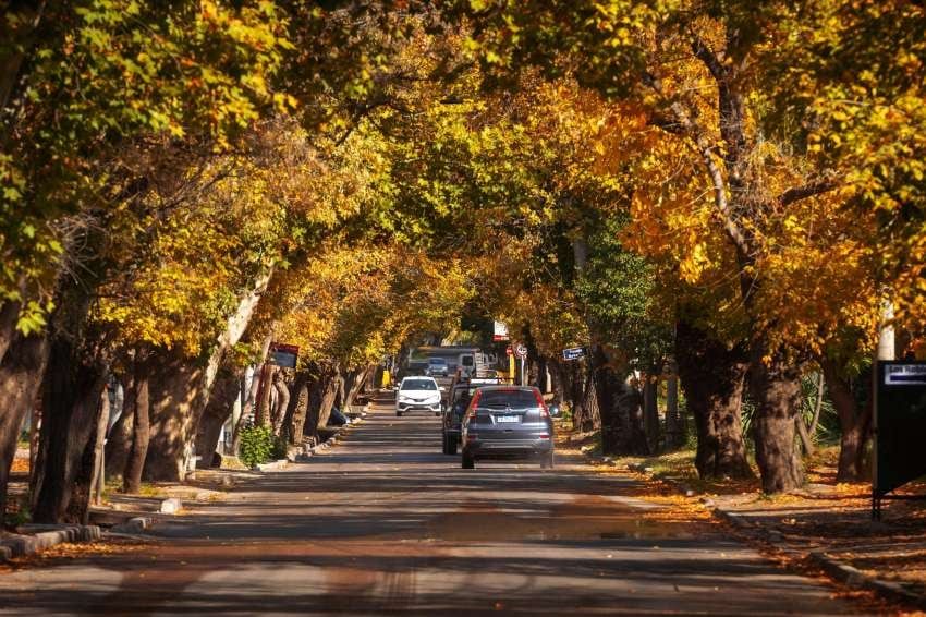 Las grandes arboledas de Chacras de Coria | Foto: Ignacio Blanco / Los Andes