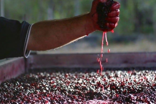 Argentina es uno de los principales exportadores mundiales de mosto.