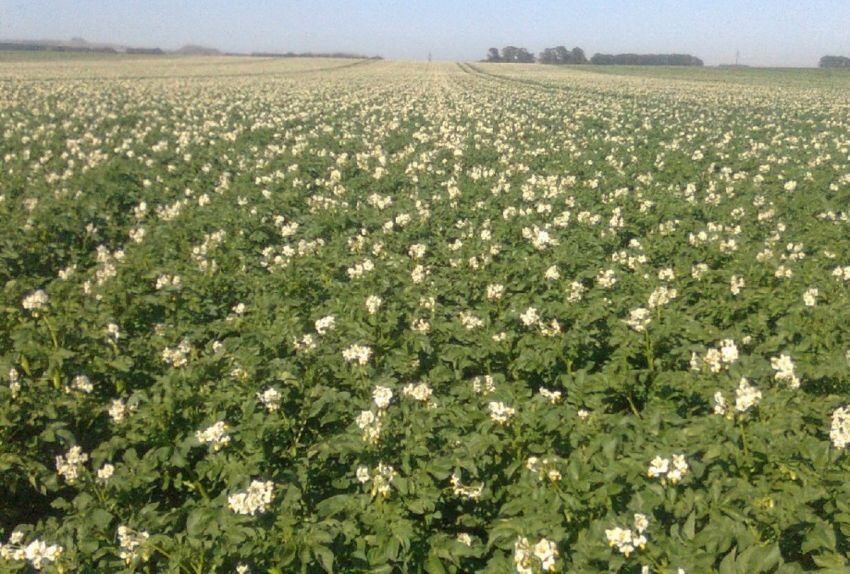 
    Un cultivo de papa en plena floración en superficie tandilense. La gran amplitud de climas, altitudes y latitudes permite su producción desde Jujuy hasta Chubut y de julio a febrero, según la zona.
   
