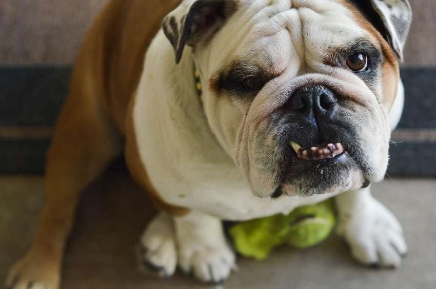 Recomiendan no adquirir pugs ni bulldogs