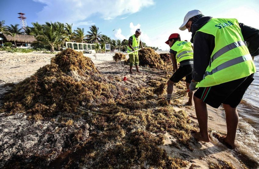 Las tortugas no pueden anidar y si lo logran, sus crías no alcanzan el mar. | AFP