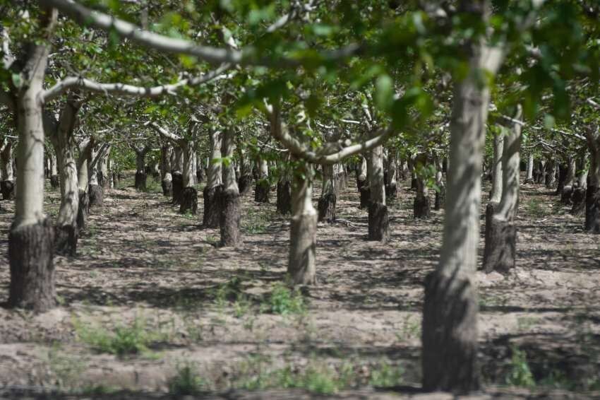 
    Ignacio Blanco / Los Andes
   