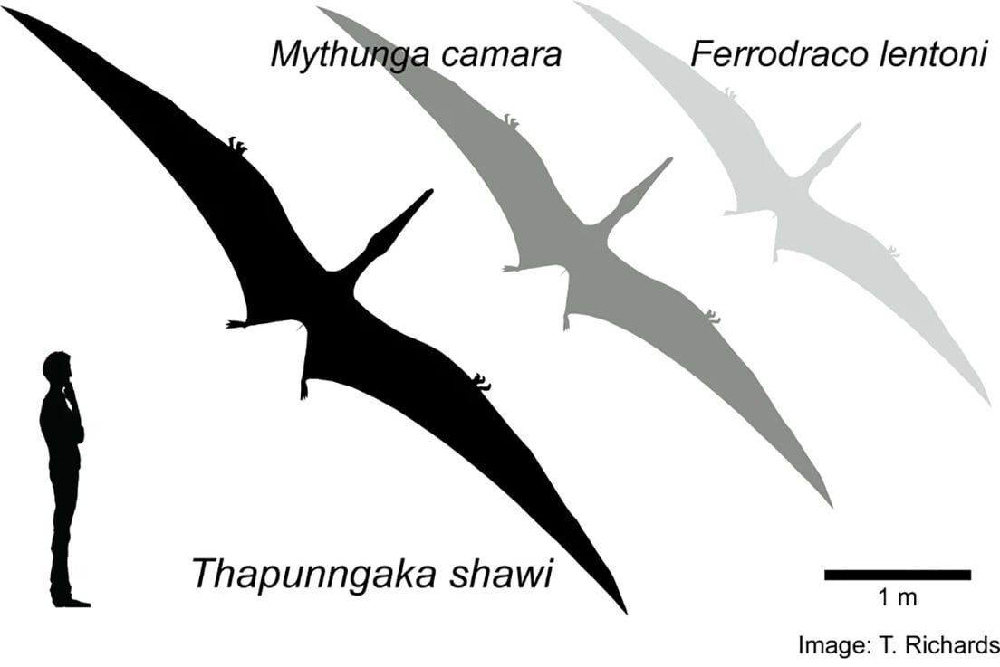 Comparación del Thapunngaka shawi con el ser humano y otras dos especies de pterosaurios -