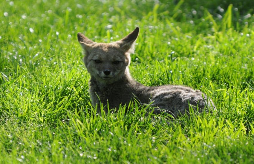 
    Estos mamíferos son parte de la fauna silvestre protegida por lo que su secuestro es ilegal. - Archivo / Los Andes
   