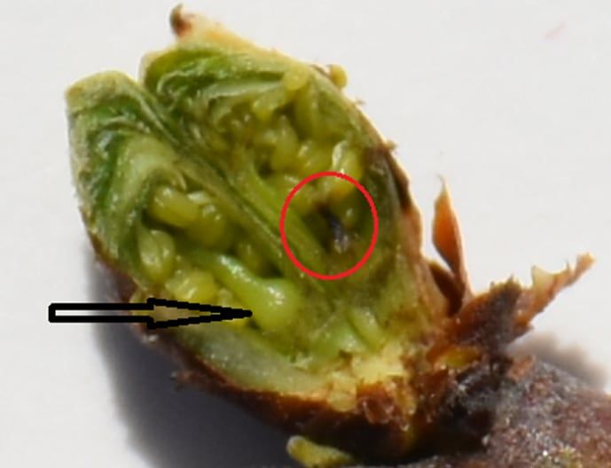 
    Yema de ciruelo con dos flores, la flecha indica un pistilo sano y el círculo el otro helado
   