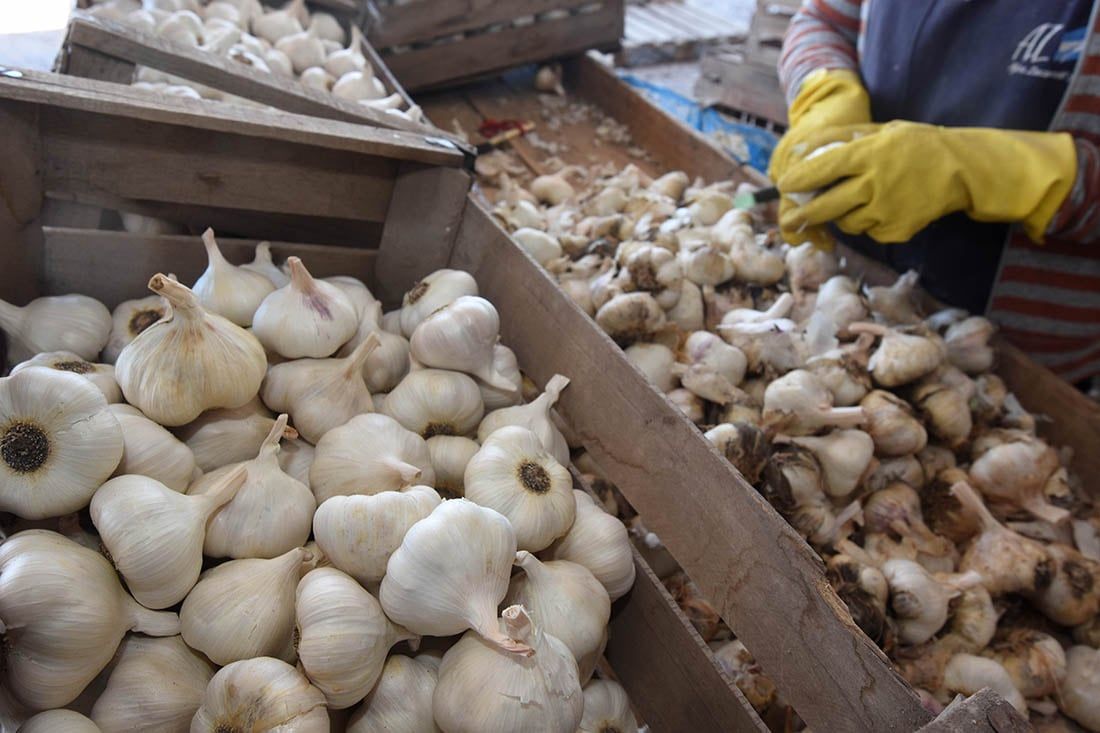 Planta empacadora de ajo para exportación
Foto: Gustavo Rogé / Los Andes