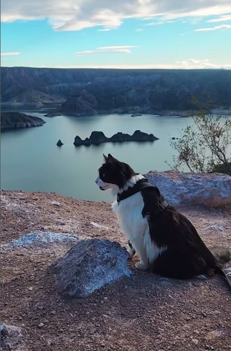 Indio, el gatito que pasea con correa en el Cañón del Atuel, es furor y recorre el país en motorhome. Foto: Instagram @viendoquepinta