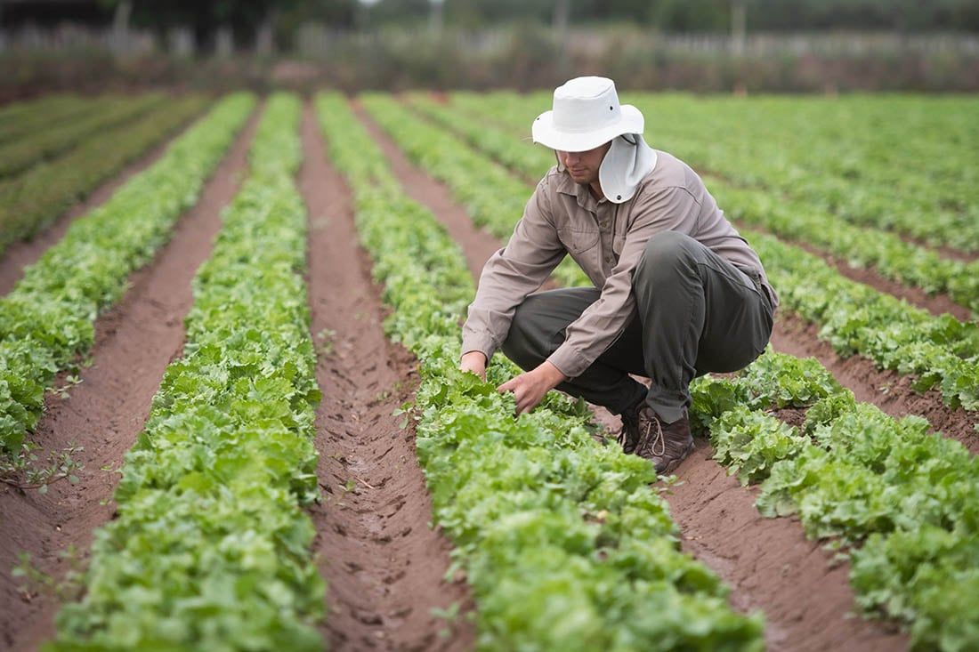 Mendoza es una de las principales productoras de verdura en el país. 
Foto: Ignacio Blanco / Los Andes