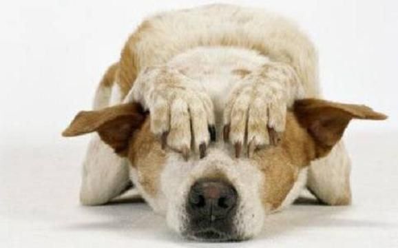 Fiestas, mascotas y pirotecnia: qué hacer y qué no para proteger a nuestros compañeros. Foto: Imagen ilustrativa (web)