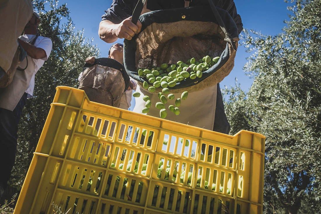 Imagen ilustrativa
Foto: Ignacio Blanco / Los Andes 
Aceite oliva aceitunas cosecha 
