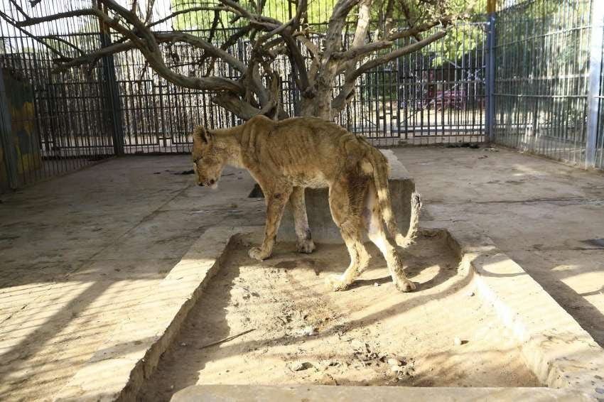 
    El estado famélico de los animales se debe a que el zoo no tiene fondos para comprar comida ni alimentos. - Gentileza
   