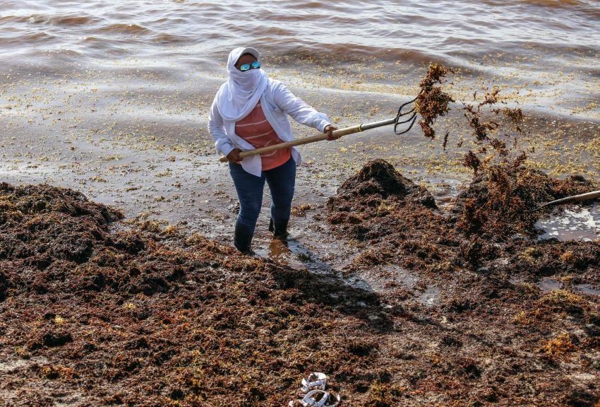 En las Islas Vírgenes británicas la acumulación del alga alcanza los dos metros | AFP