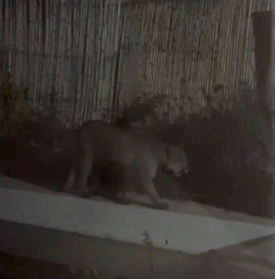 Sintió ruidos, se asomó y vio a un puma en el patio: aclaran que es algo común, qué hacer y qué no. Foto: Captura de Video