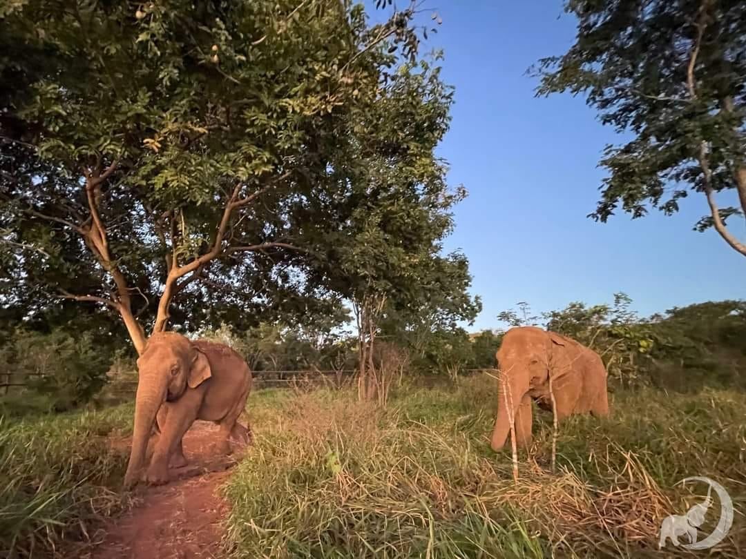 .Vidas nuevas: así están la elefanta Guillermina y el tortugo Jorge en sus nuevos hábitats. Foto: Facebook Global Sactuary for Elephants.