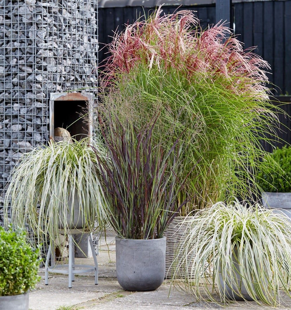 Este arbusto es muy utilizado en jardines xerófilos. Se pueden criar en macetas, resiste las altas temperaturas y toma una importante dimensión.