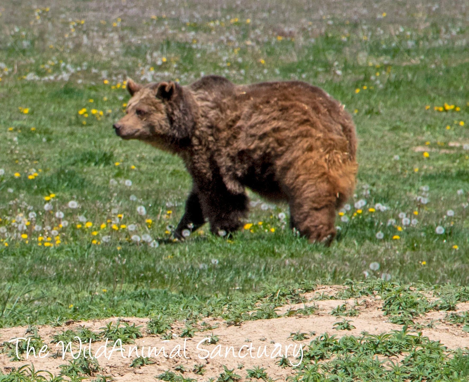 Hasta el momento del traslado, ninguno de los 10 osos pardos había salido nunca de sus recintos; ni mucho menos entrado a una caja.