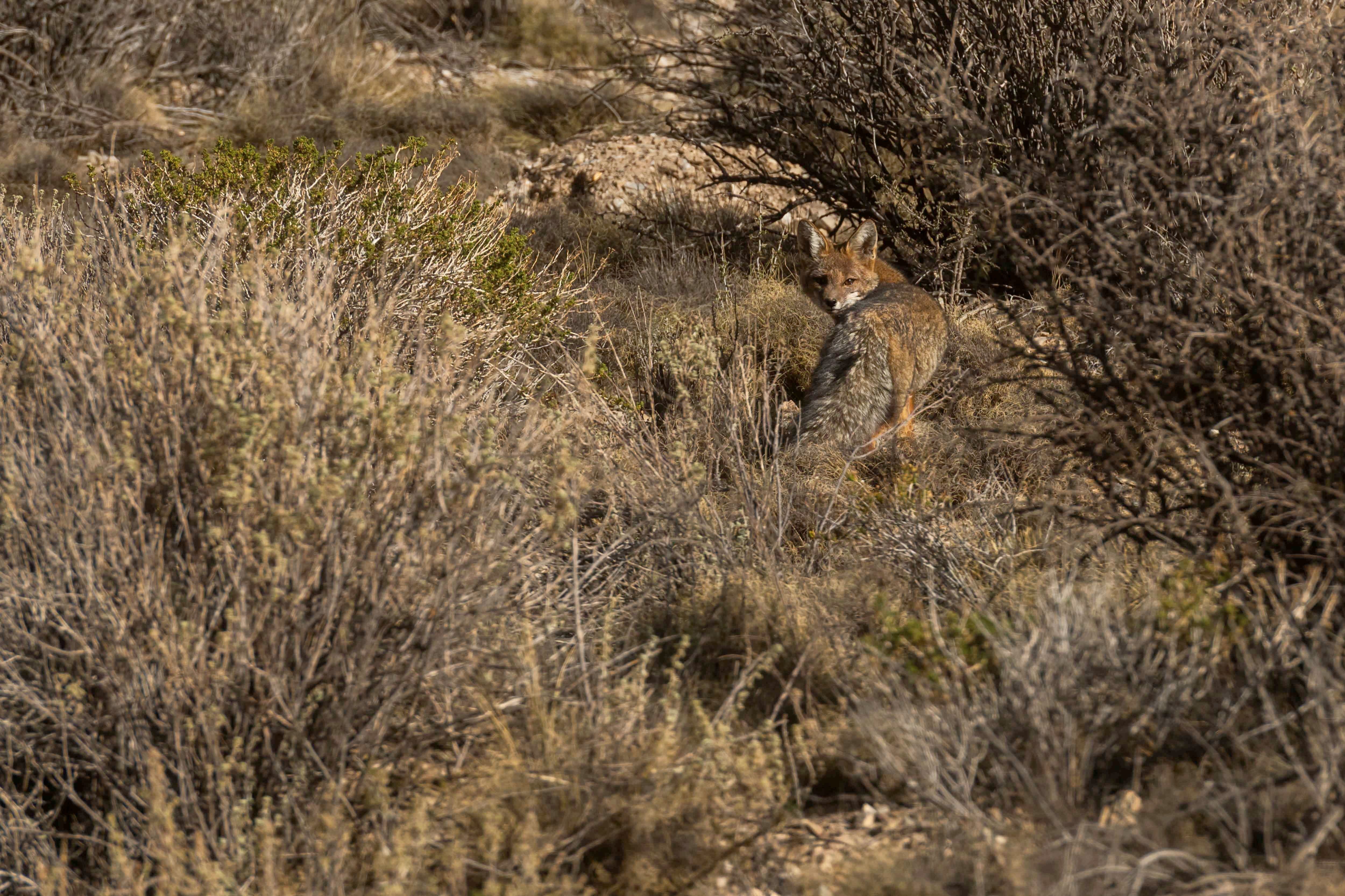 Mendoza 10 de junio de 2020 Sociedad, Reserva Natural Villavicencio El cuerpo de Guardaparques de la Reserva Natural Villavicencio realiza un atrabajo de conservacion y prevencion de la caceria ilegal. Gracias a este trabajo se comenzo a recuperar la poblacion de las destintas especies que habitan la montana mendocina.     Zorro Colorado   Foto: Ignacio Blanco / Los Andes Zorro