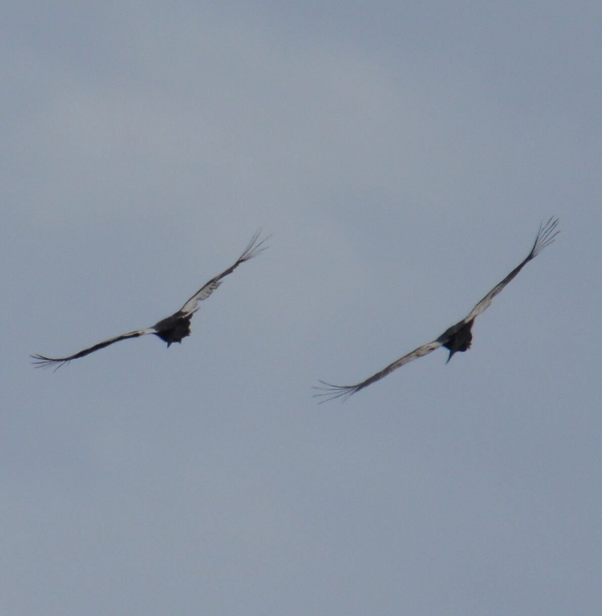 Otro cóndor se posó en tierra firme cuando Quica comenzaba a levantar vuelo y compartió el momento de la liberación. Fotos: Tomás Francisco García Plandolit.