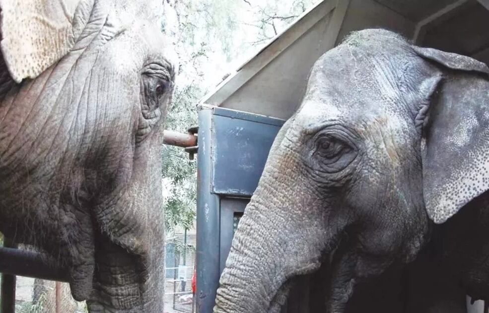 ¡Por fin libres! Pocha y Guillermina ya están en el Santuario de Brasil.