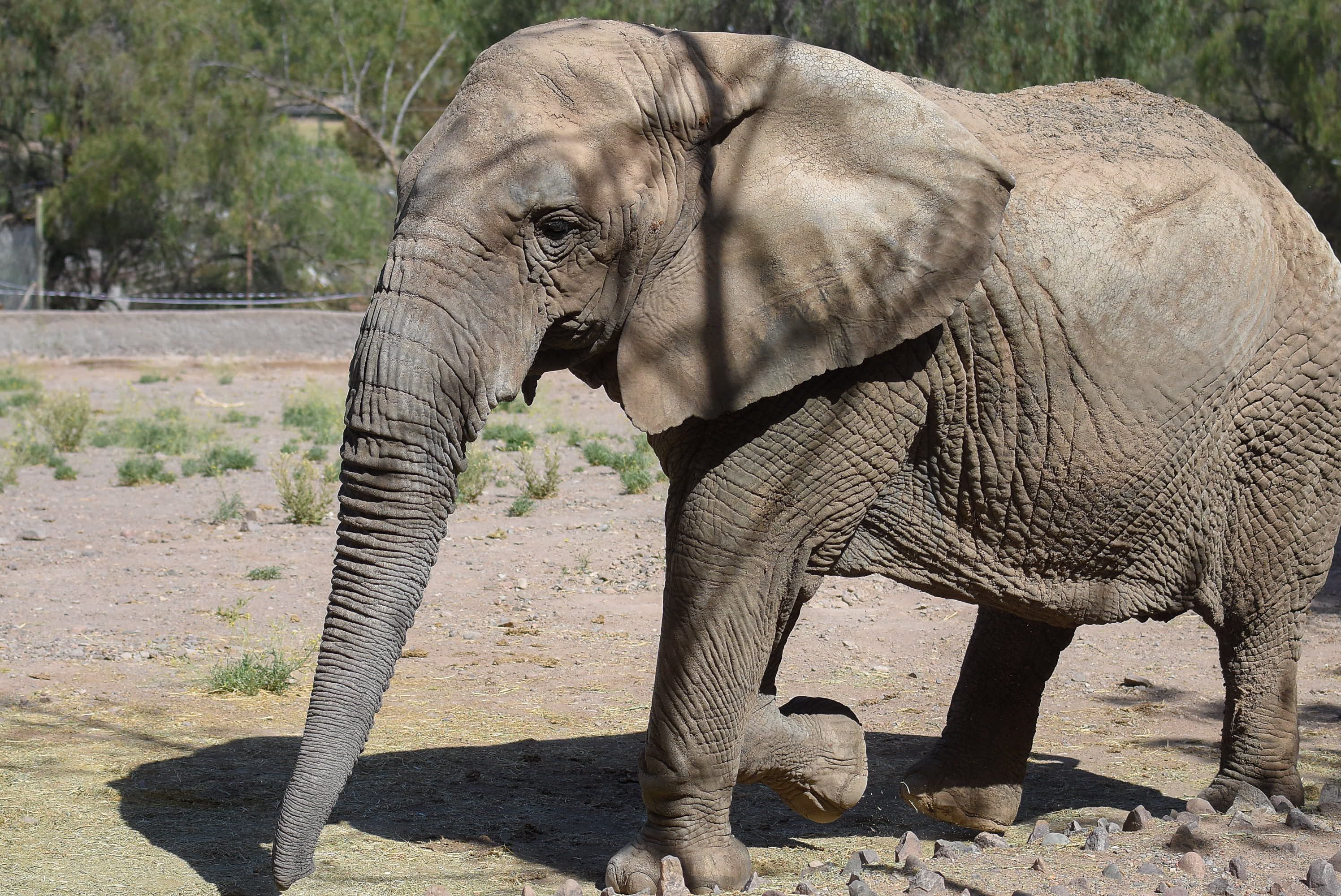 Video: así es el entrenamiento con que Tamy, el elefante que conmovió a Santi Maratea, se prepara para ir a Brasil. Foto: Archivo Los Andes.
