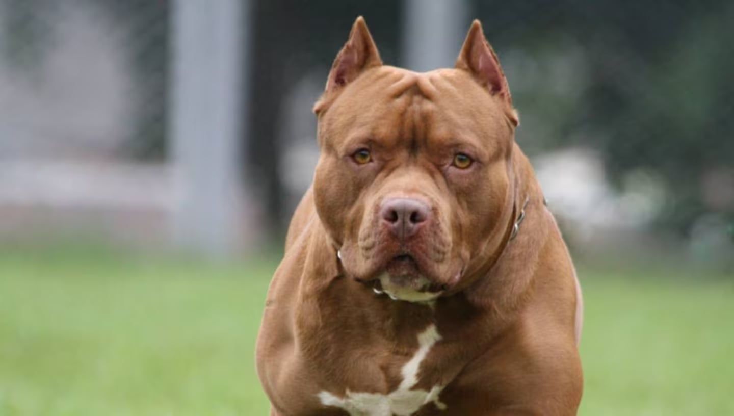 Un hombre murió tras desmayarse en la calle y su pitbull atacó a los vecinos que intentaban ayudarlo.