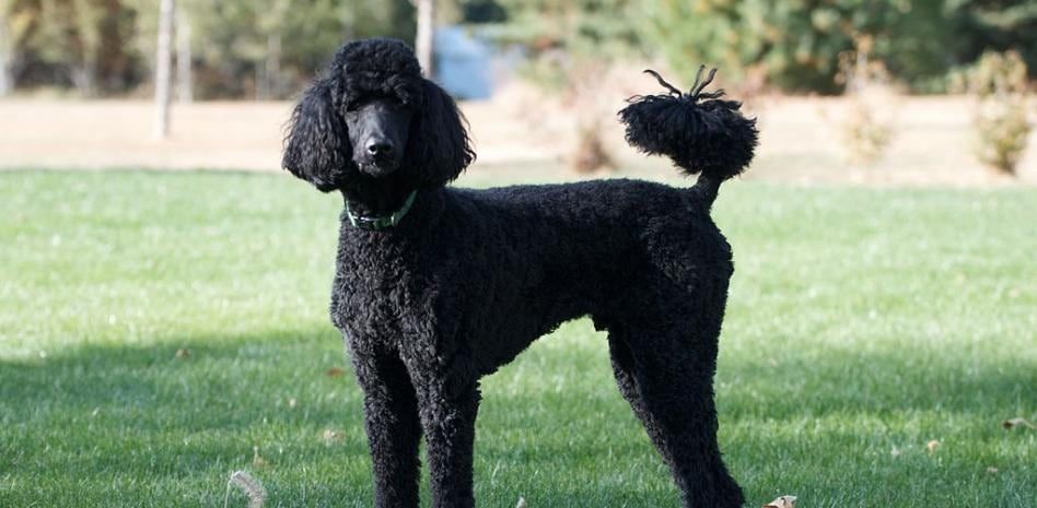 Imagen ilustrativa de un caniche gigante. Foto: Web