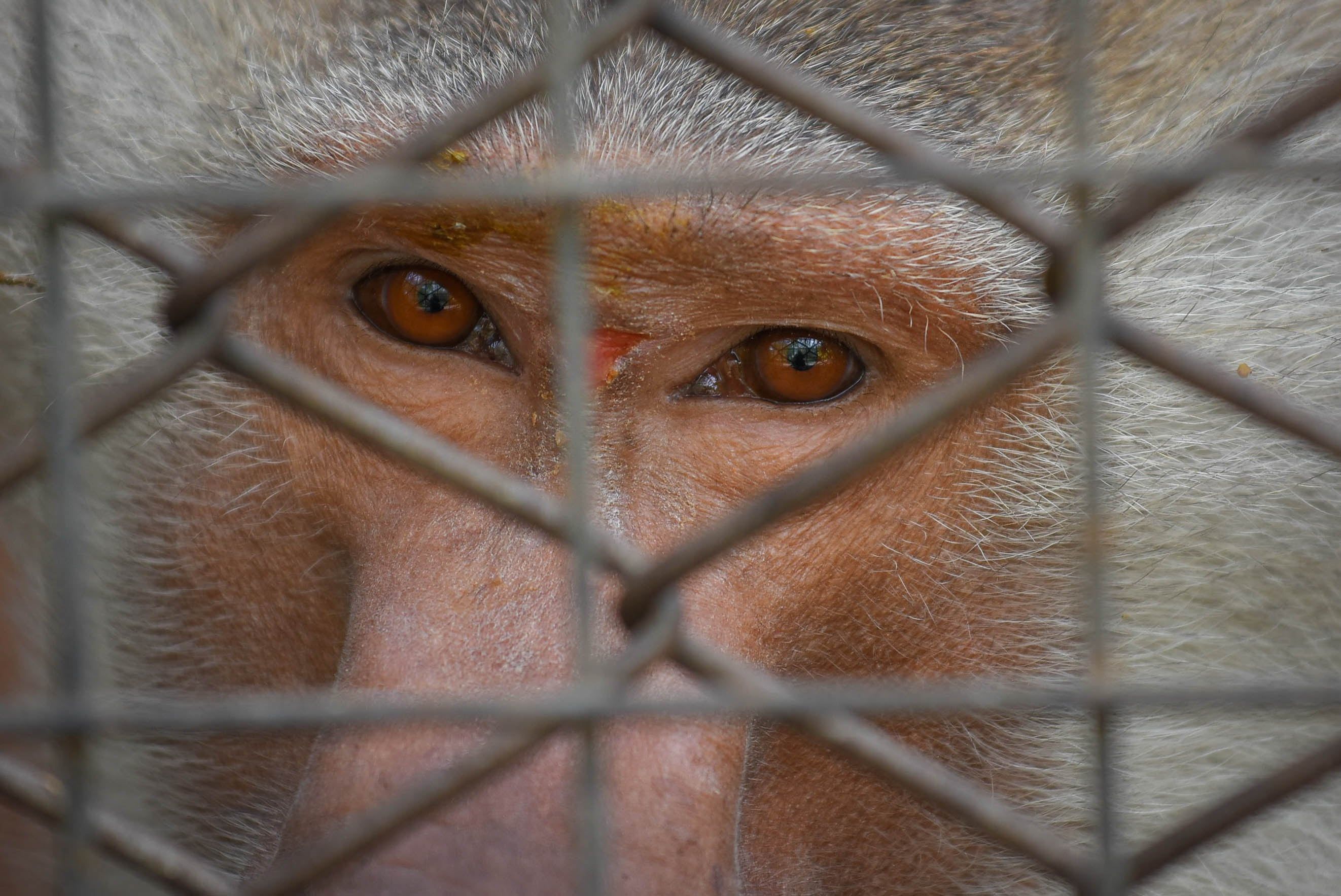 La pelea por el Ecoparque, muerte de animales y una serie de tuits: el trasfondo de la sanción a una veterinaria mendocina. Foto: Claudio Gutiérrez / Los Andes.
