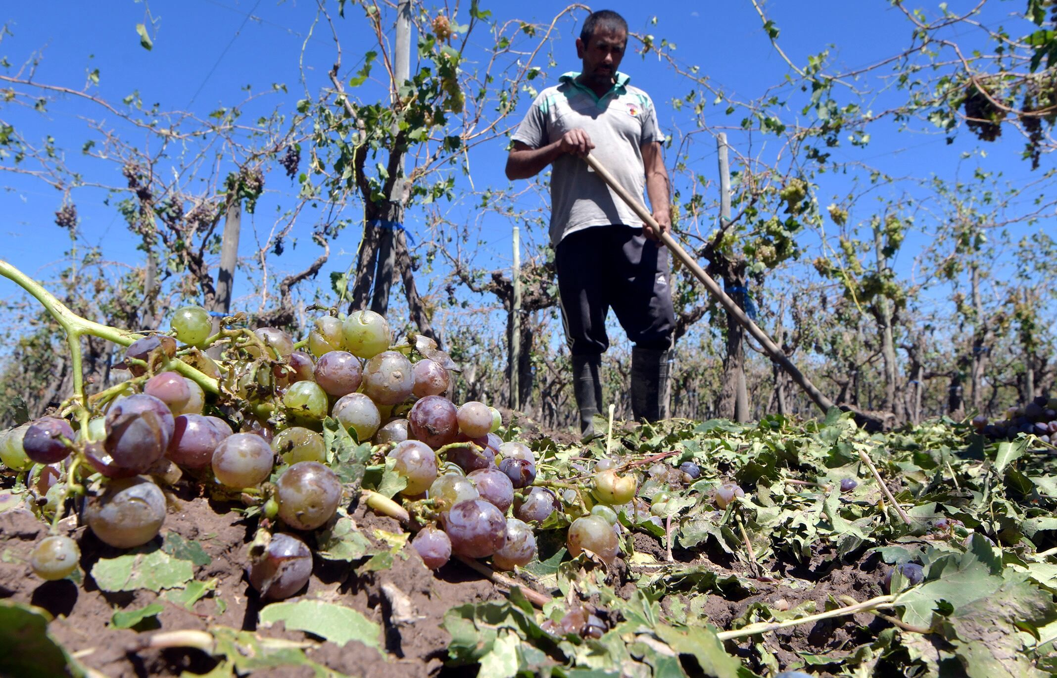 Las heladas primero y el granizo después, generaron pérdidas para muchos productores mendocinos. Foto: Orlando Pelichotti / Los Andes