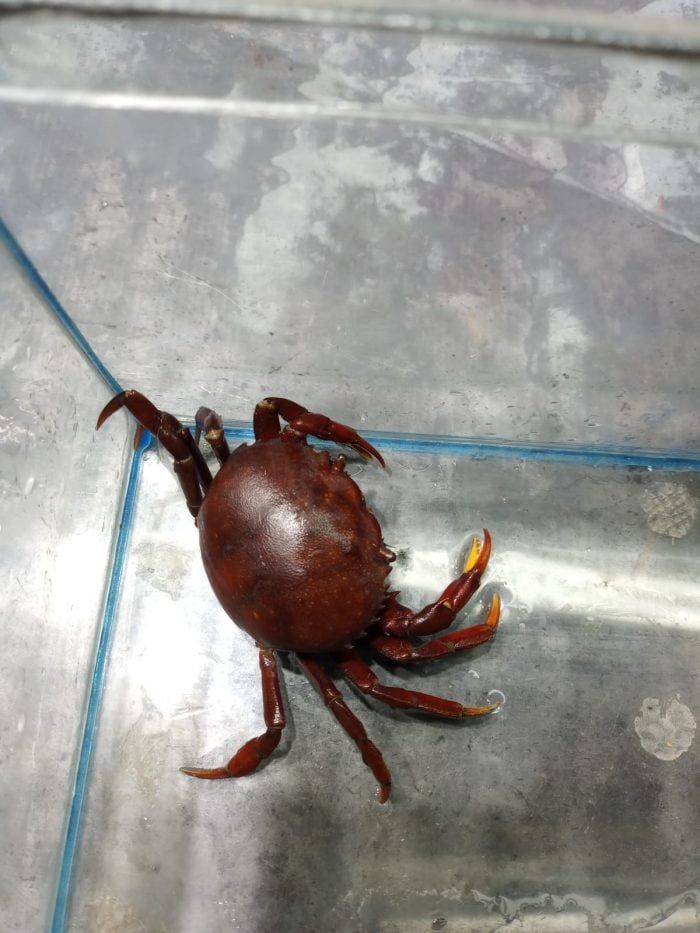 Los animales rescatados estaban en un domicilio particular de Luján de Cuyo. Foto: Gobierno de Mendoza.