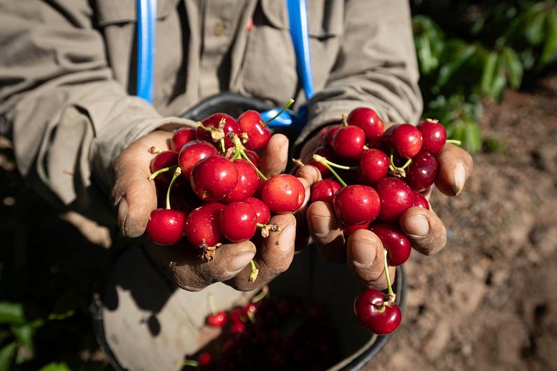 Cosecha de cerezas en una finca de Perdriel, Lujan de Cuyo. Foto: Ignacio Blanco / Los Andes  
