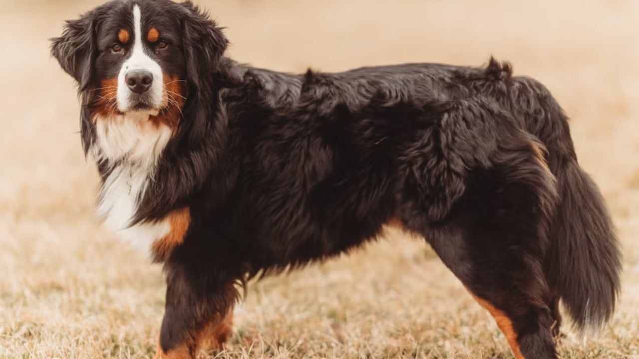 Boyero de Berna, la raza de Thor