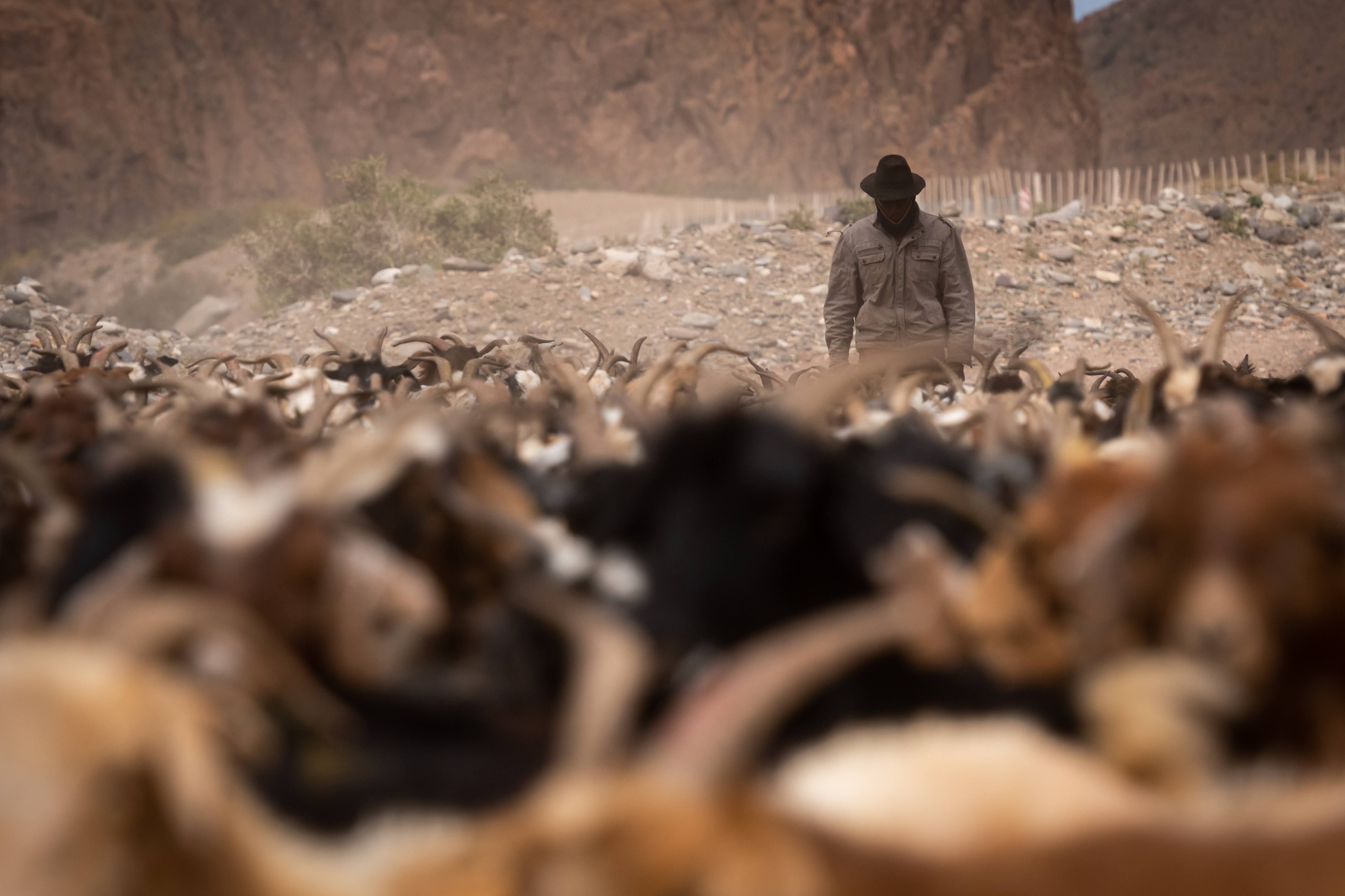 Mendoza 19 de diciembre 2020 Turismo en el departamento de Malargue Arieros Estay arriendo chivos para comenzar la veranada en alta montañaFoto: Ignacio Blanco / Los Andes