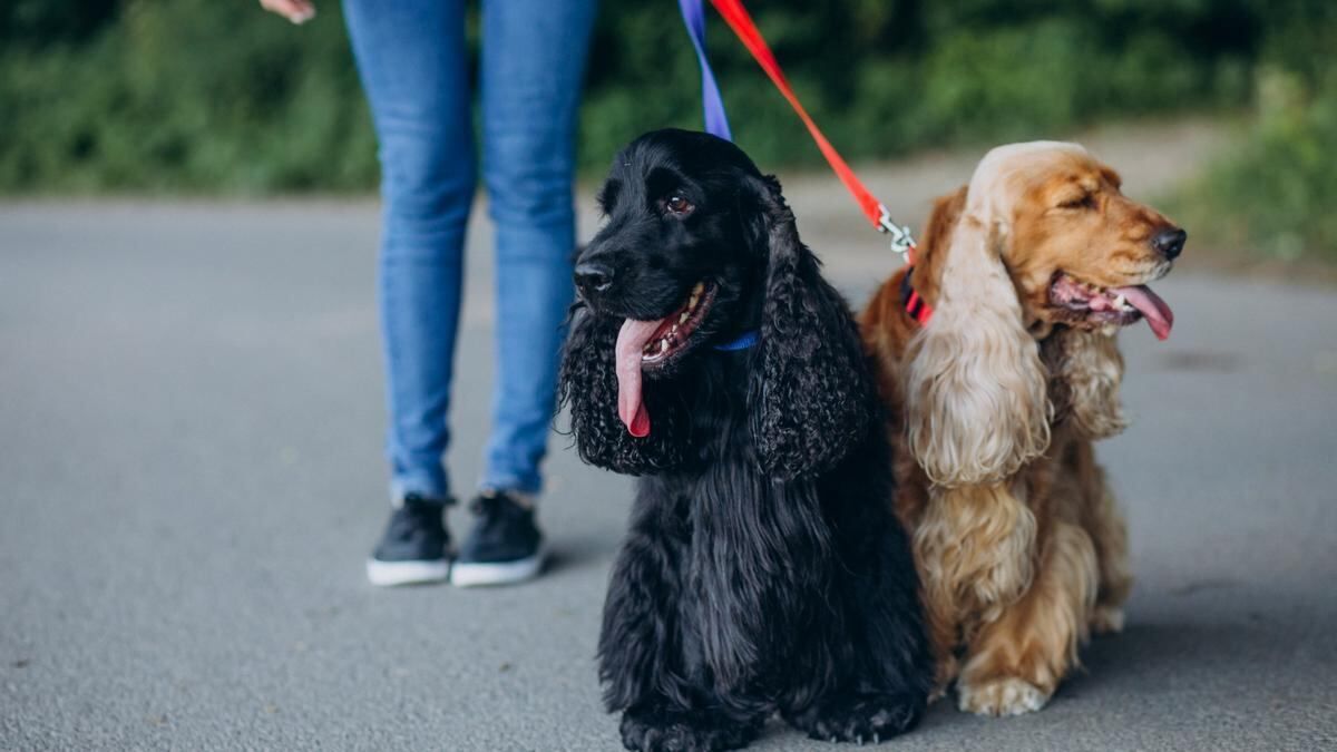 Advierten a las familias que tienen como mascota a esta raza de perros. Foto: Deia