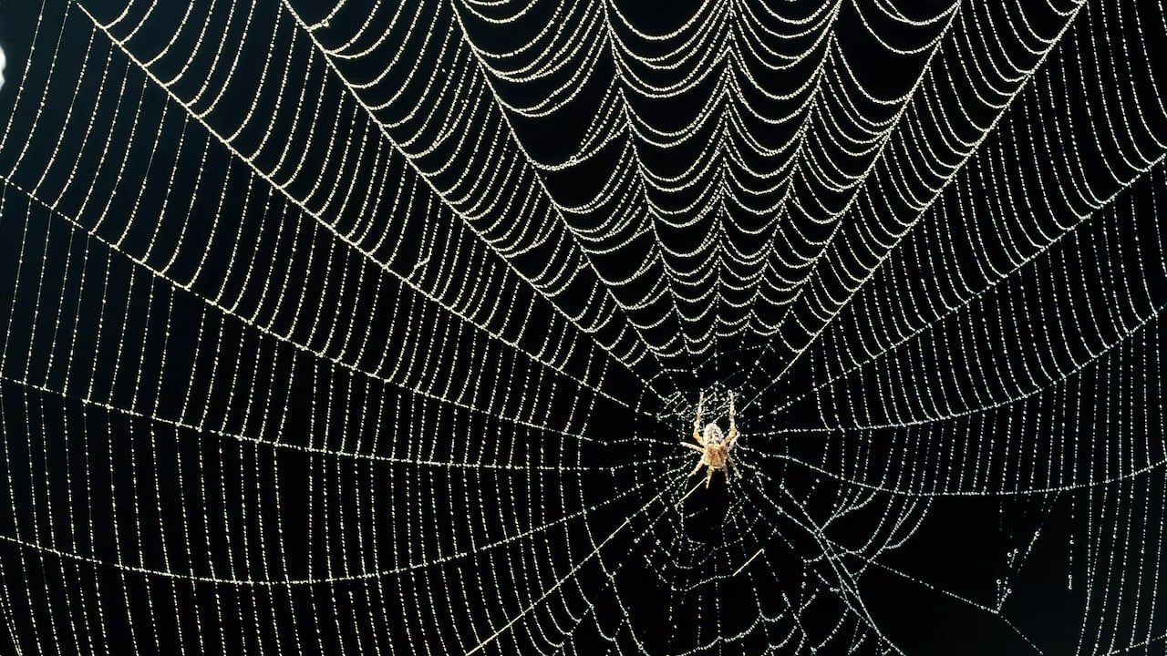 Estos son los diferentes significados de soñar con arañas.