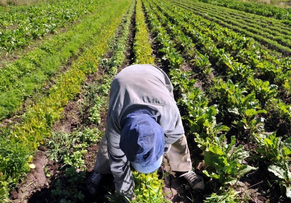 En la pandemia creció la demanda de productos orgánicos, vinculados a una alimentación saludable.
