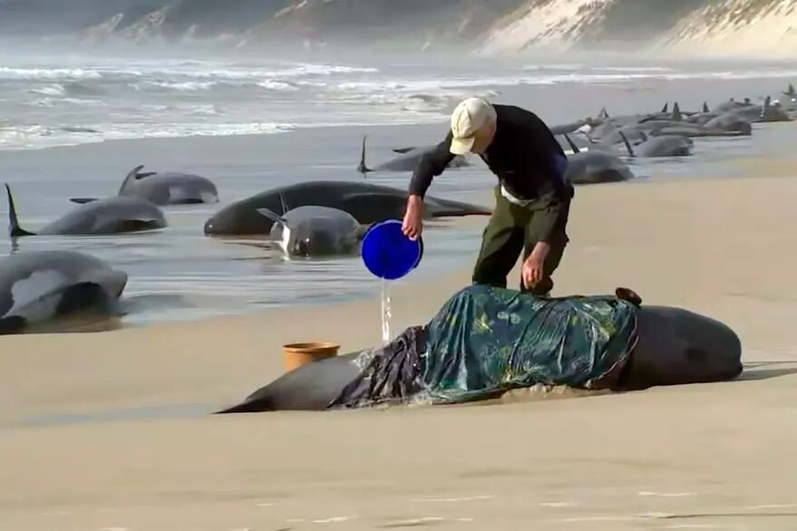 Los especialistas llevarán a las más fuertes al mar. Foto: AP