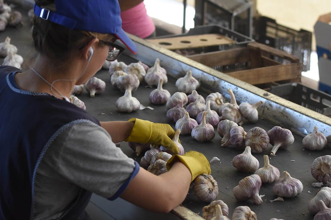 Ajos Zucarelli. Planta empacadora de ajo para exportación. Foto: Gustavo Rogé / Los Andes