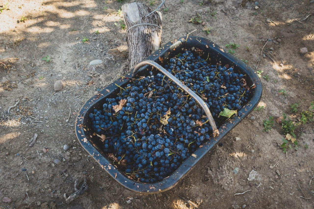 Finalmente la cosecha fue superior a la esperada en 2024. Foto: Ignacio Blanco / Los Andes 

