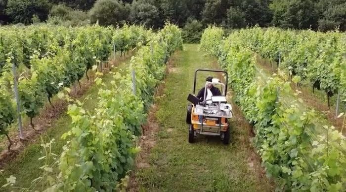 En el caso de Altavitis (La Rioja, España) primero toman imágenes de los viñedos y luego las analizan en busca de plagas. Imagen: gentileza.