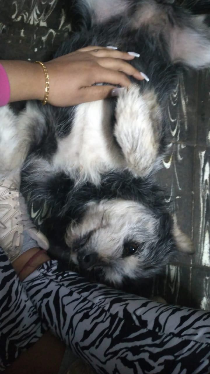 Se detectaron dos nuevos casos de mutilaciones a perros y ya son cinco los casos. Gentileza